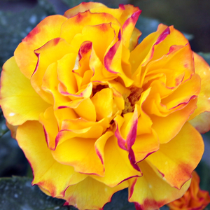 Kупить В Интернет-Магазине - Poзa Джелроганор - желто-красная - Роза флорибунда  - роза с тонким запахом - Роберт Дж.Джелли - Ярко-желтые цветы, групповое и постоянное цветение, прекрасная клумбовая роза.